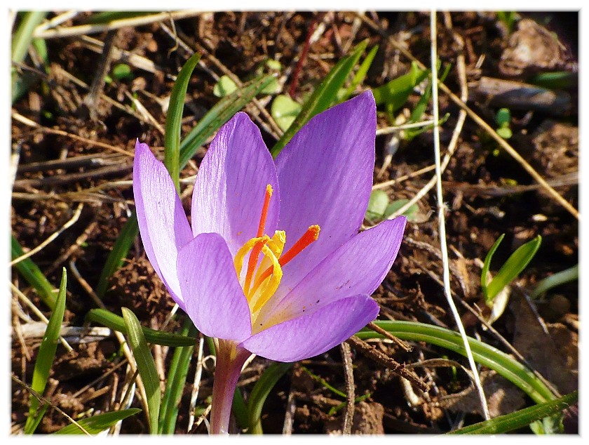 Crocus longiflorus